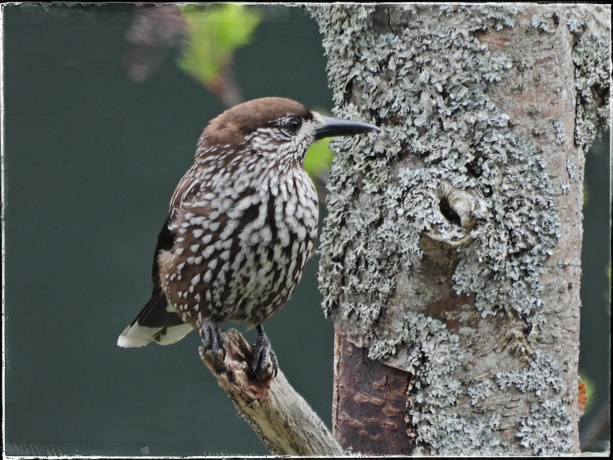 Eurasian Nutcracker - Zbigniew Szwab