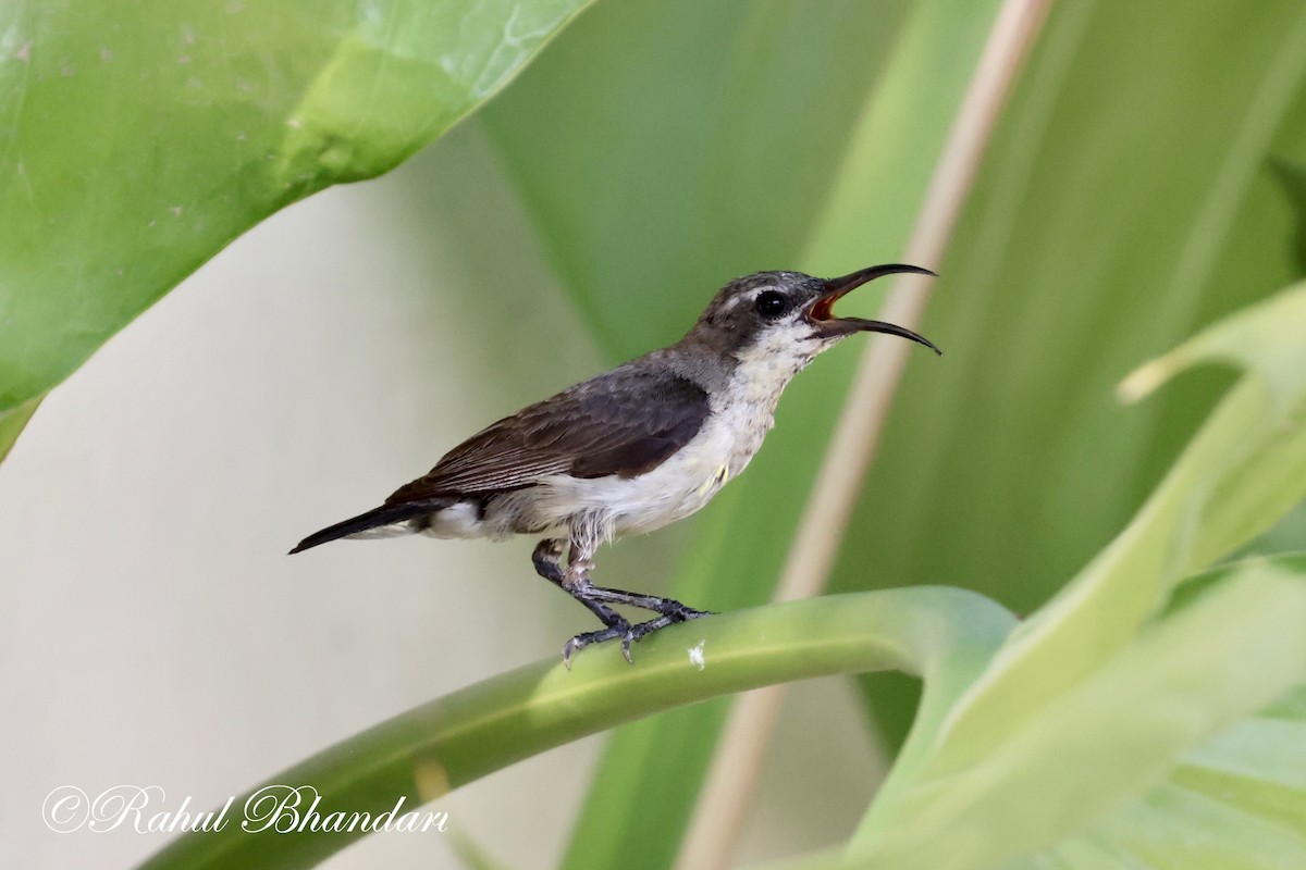 Purple Sunbird - Rahul Bhandari