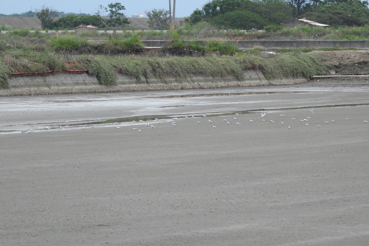 Little Tern - HsuehHung Chang