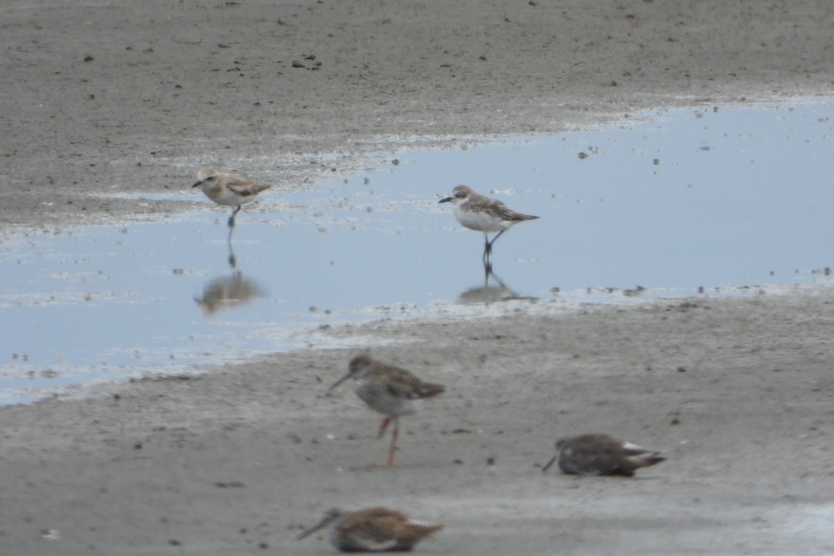 Greater Sand-Plover - HsuehHung Chang