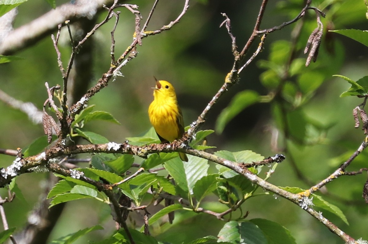 Yellow Warbler - terrance carr