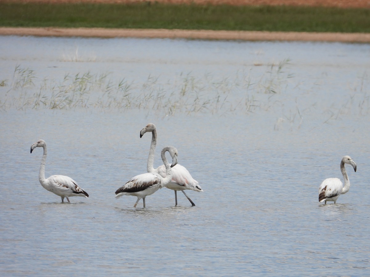 Greater Flamingo - Ricardo Bedia