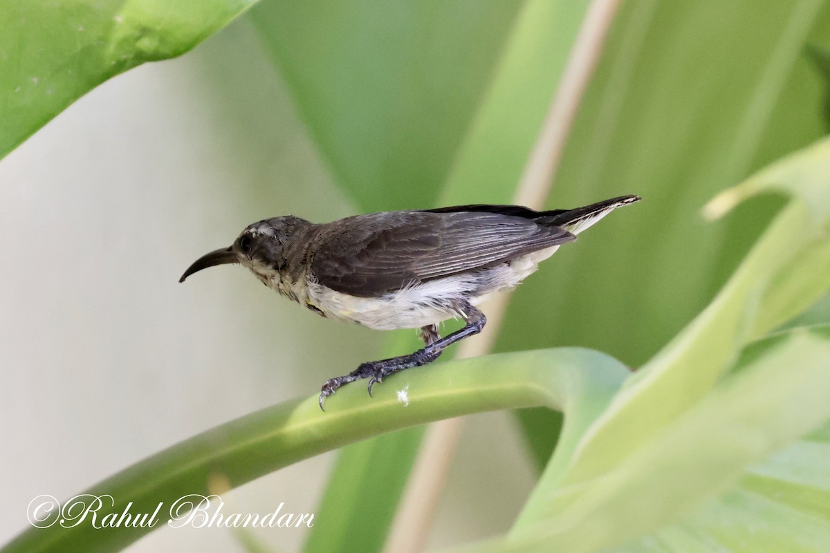 Purple Sunbird - Rahul Bhandari