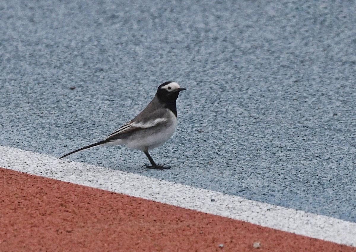 White Wagtail (Masked) - 浙江 重要鸟讯汇整