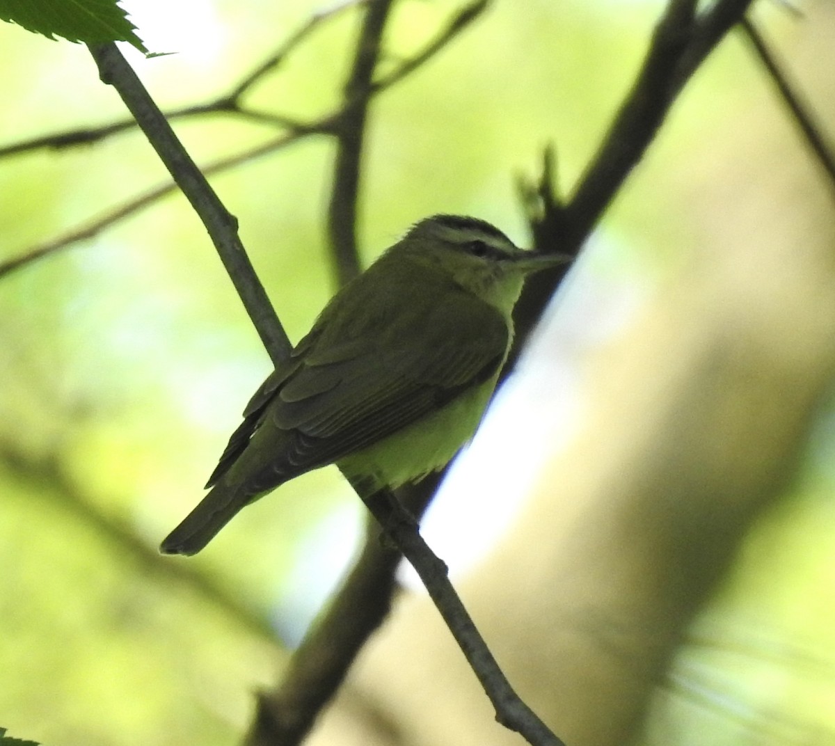 Red-eyed Vireo - T C