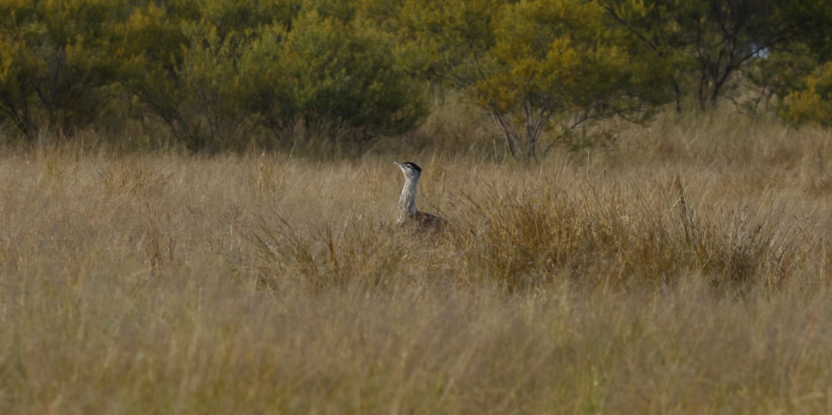 Australian Bustard - Julie Sarna