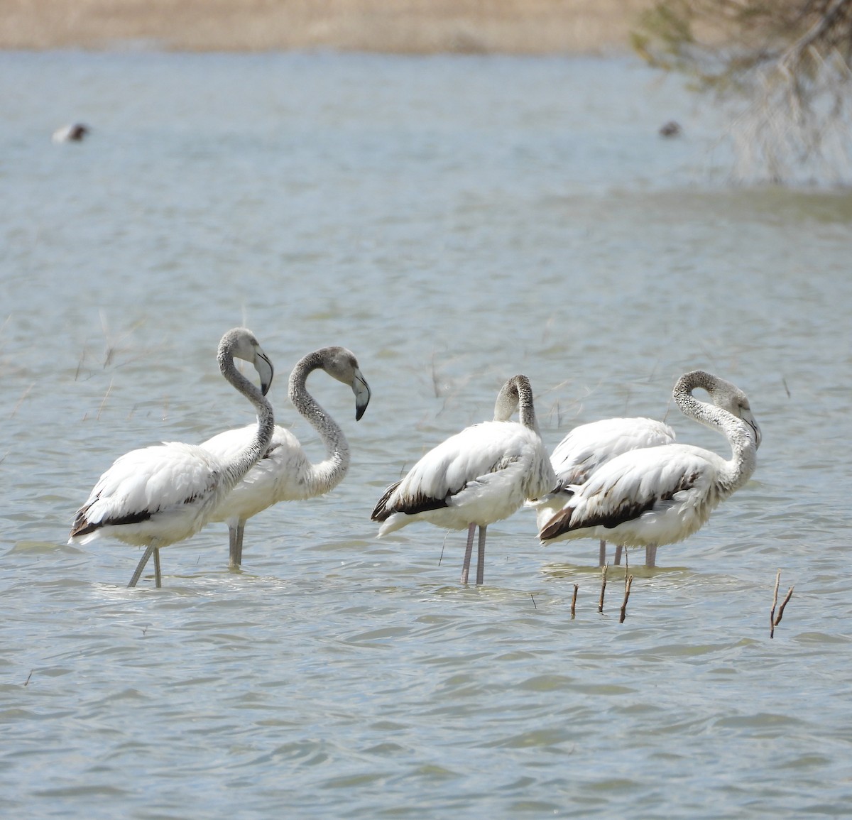 Greater Flamingo - Ricardo Bedia