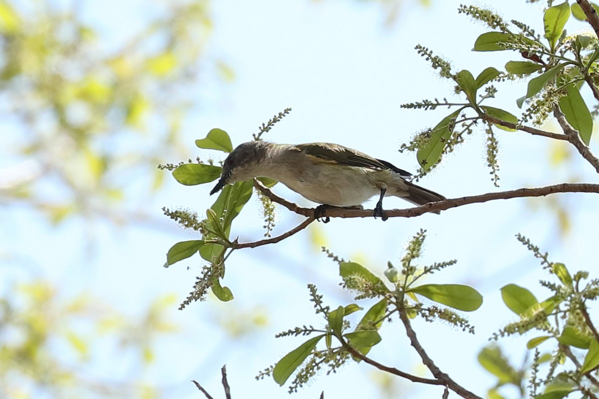 Green-backed Gerygone - Todd Burrows