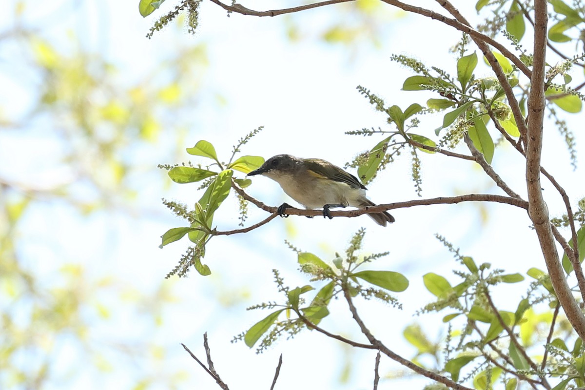 Green-backed Gerygone - Todd Burrows