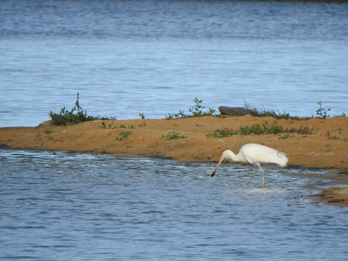 Yellow-billed Spoonbill - ML619119533