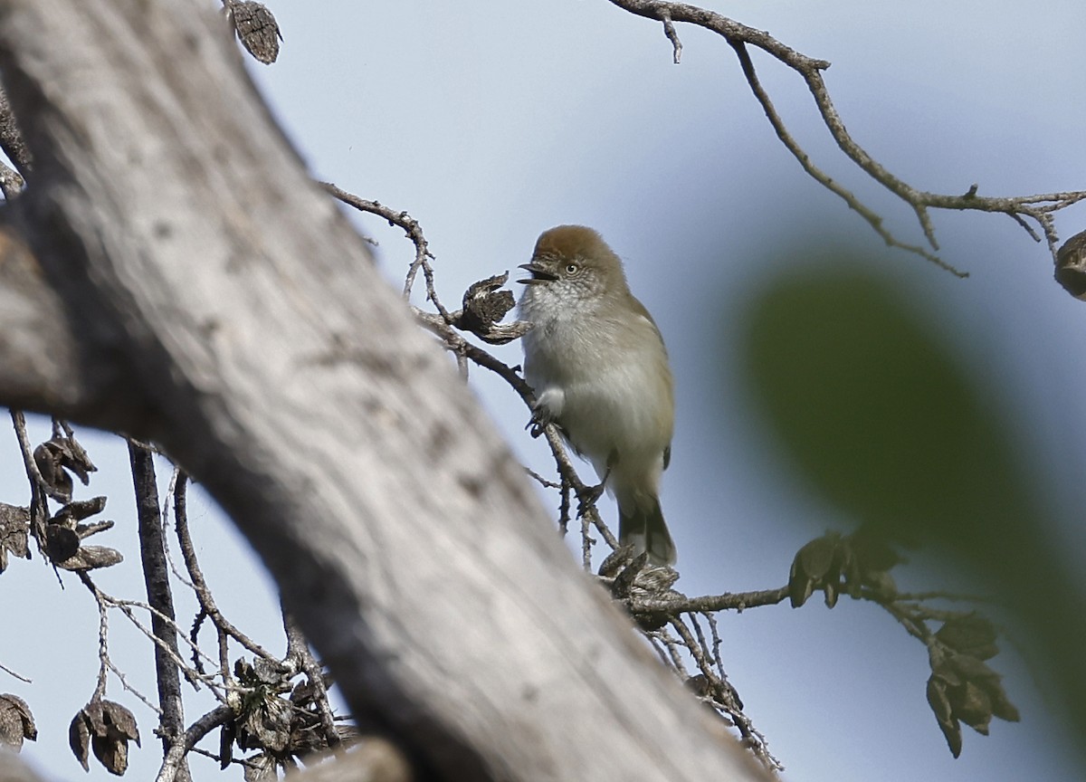 Chestnut-rumped Thornbill - Julie Sarna