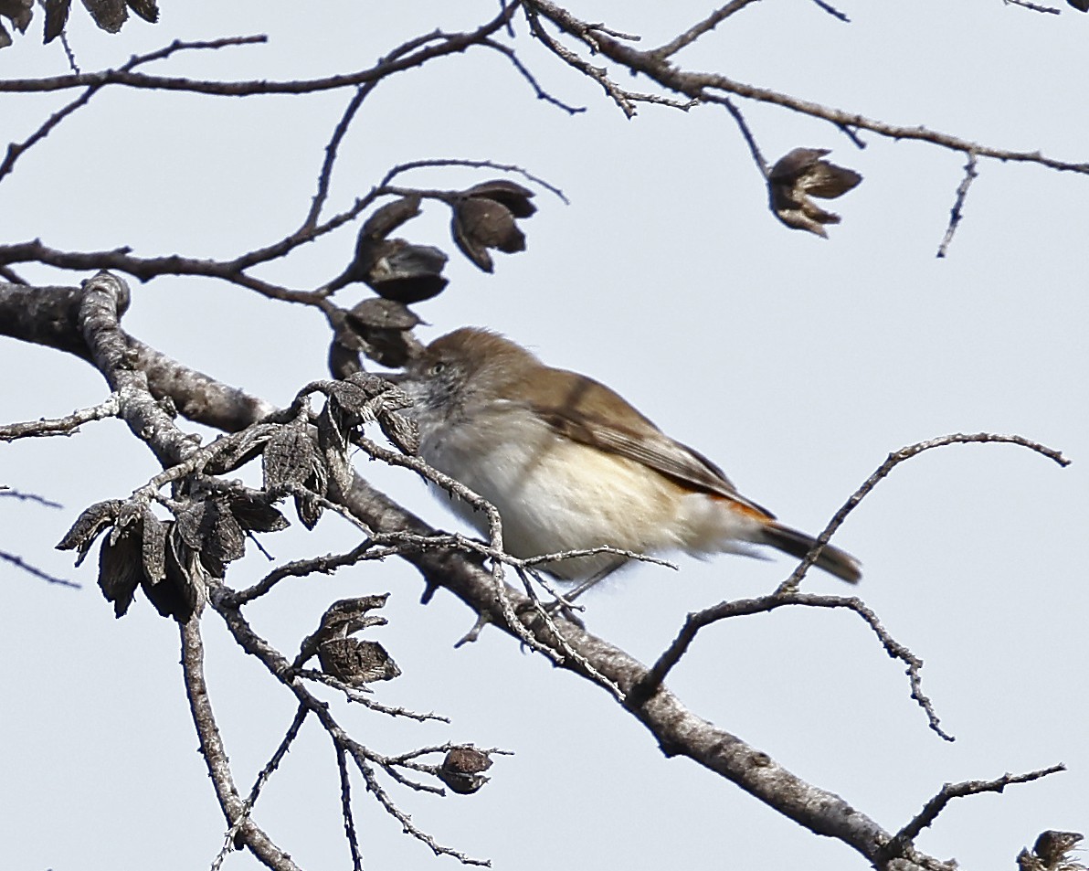 Chestnut-rumped Thornbill - Julie Sarna