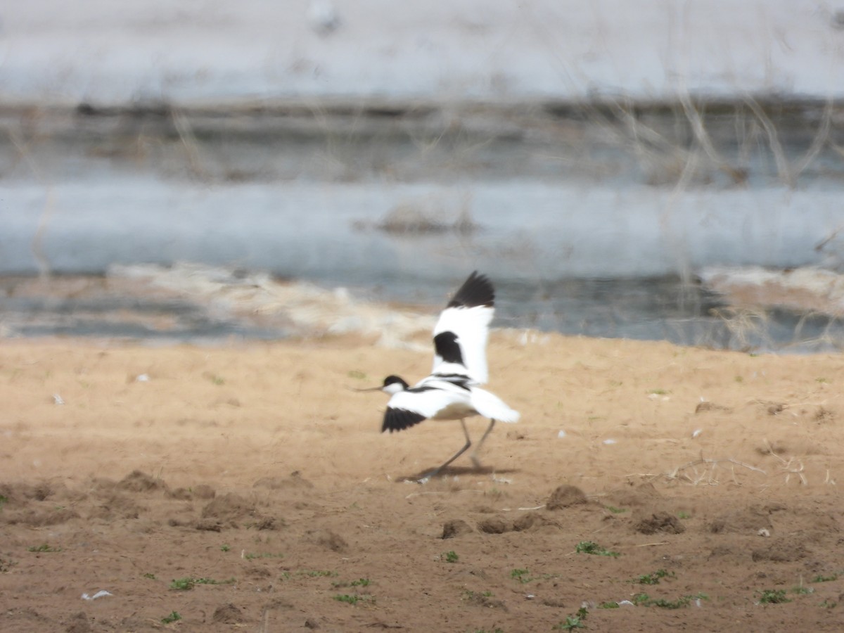 Pied Avocet - ML619119538