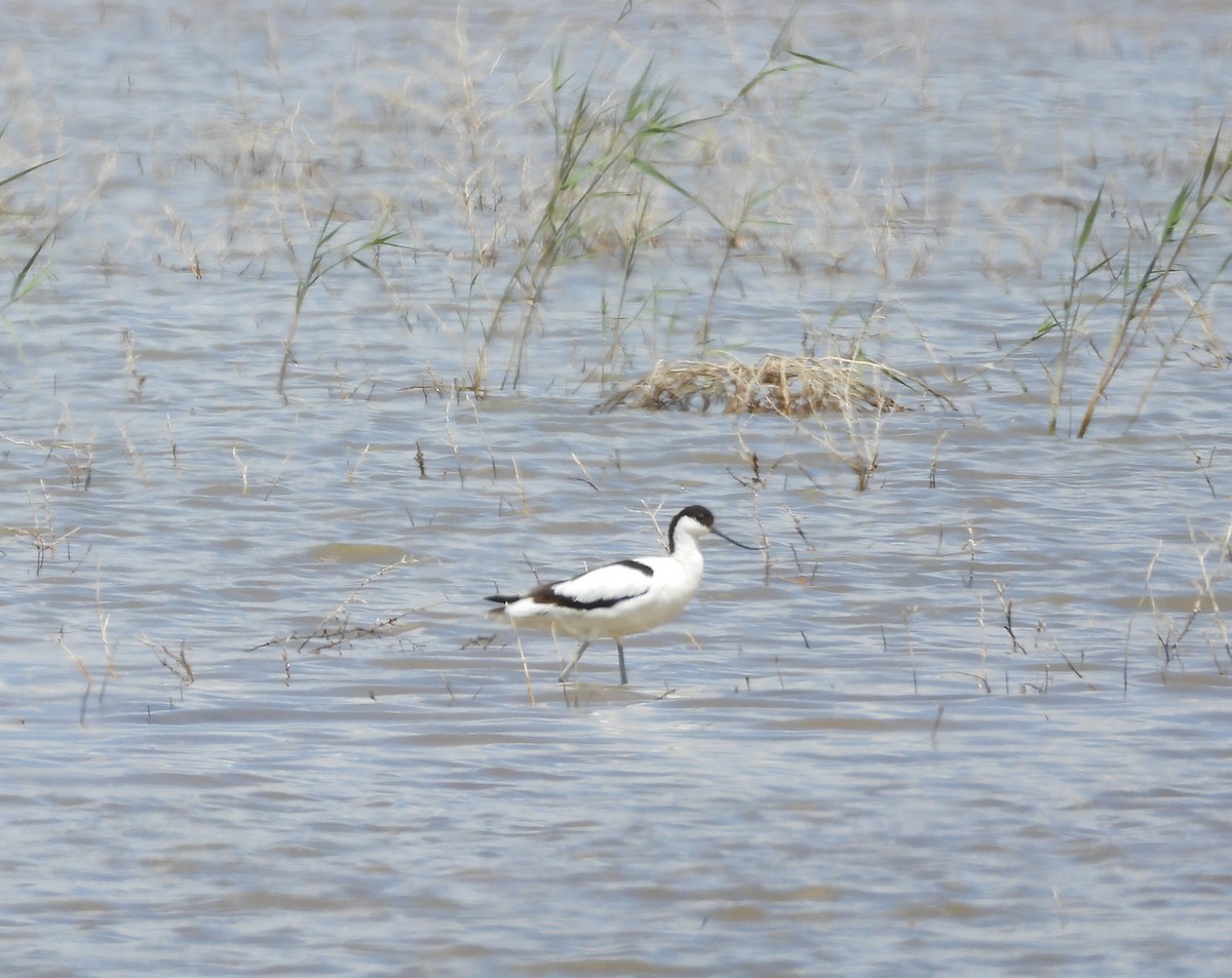 Avocette élégante - ML619119543