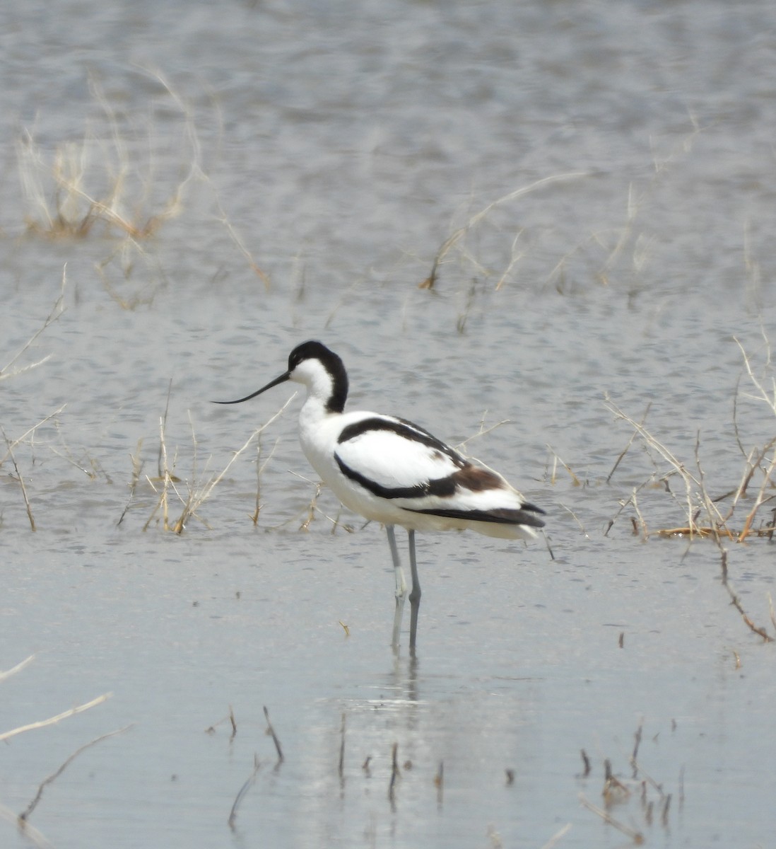 Pied Avocet - Ricardo Bedia