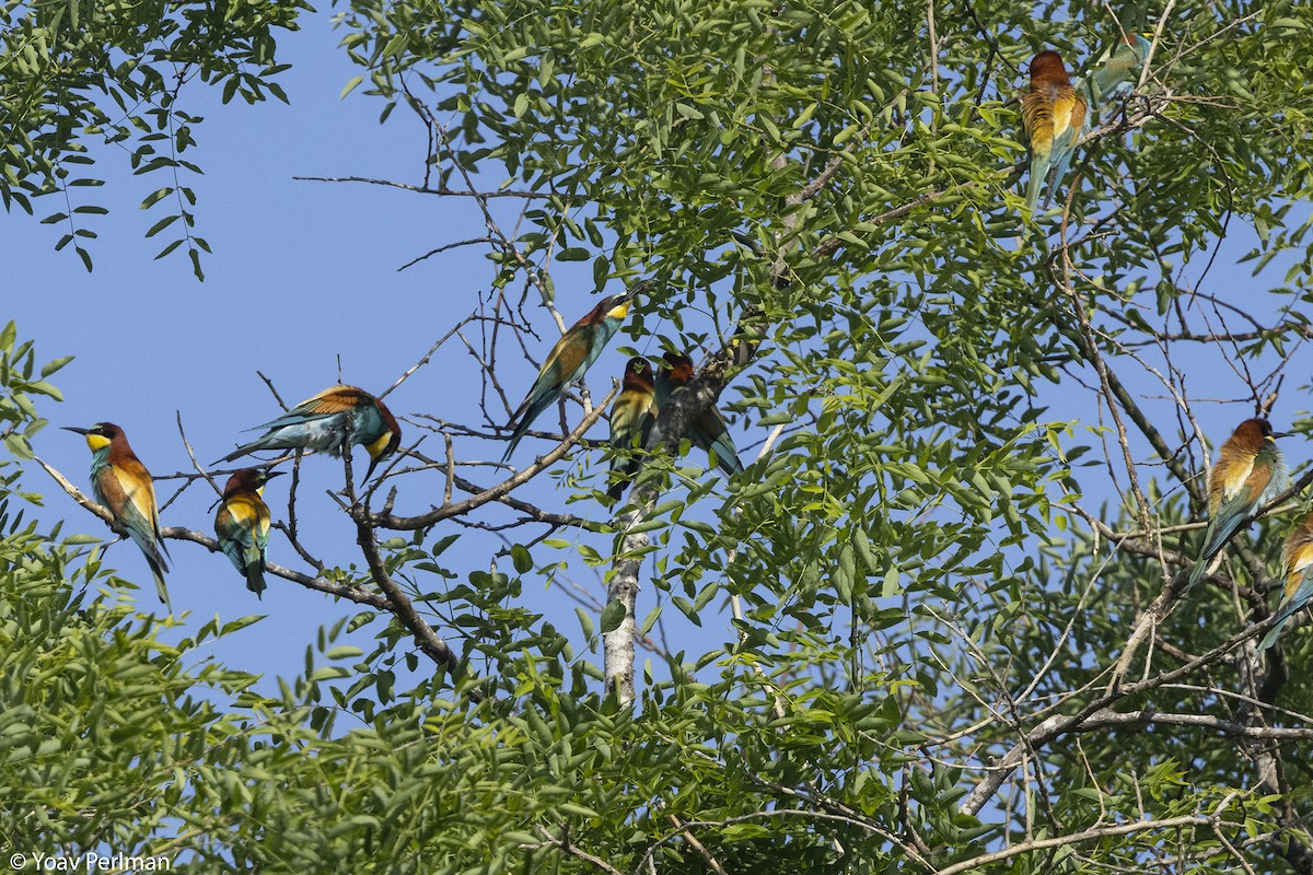 European Bee-eater - Yoav Perlman
