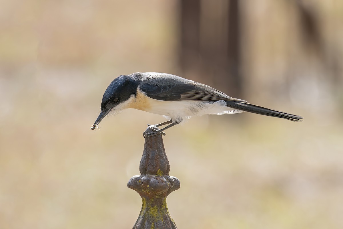 Restless Flycatcher - ML619119557