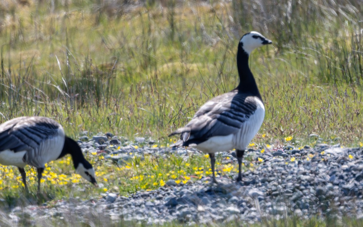 Barnacle Goose - Eero Rasi