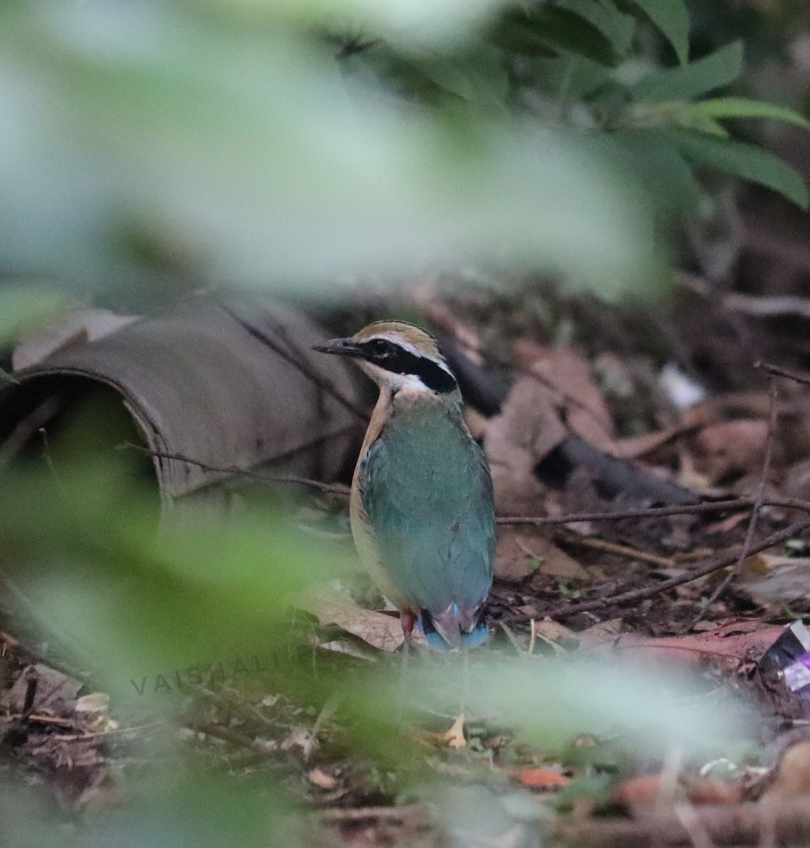 Indian Pitta - Vaishali Fulkar