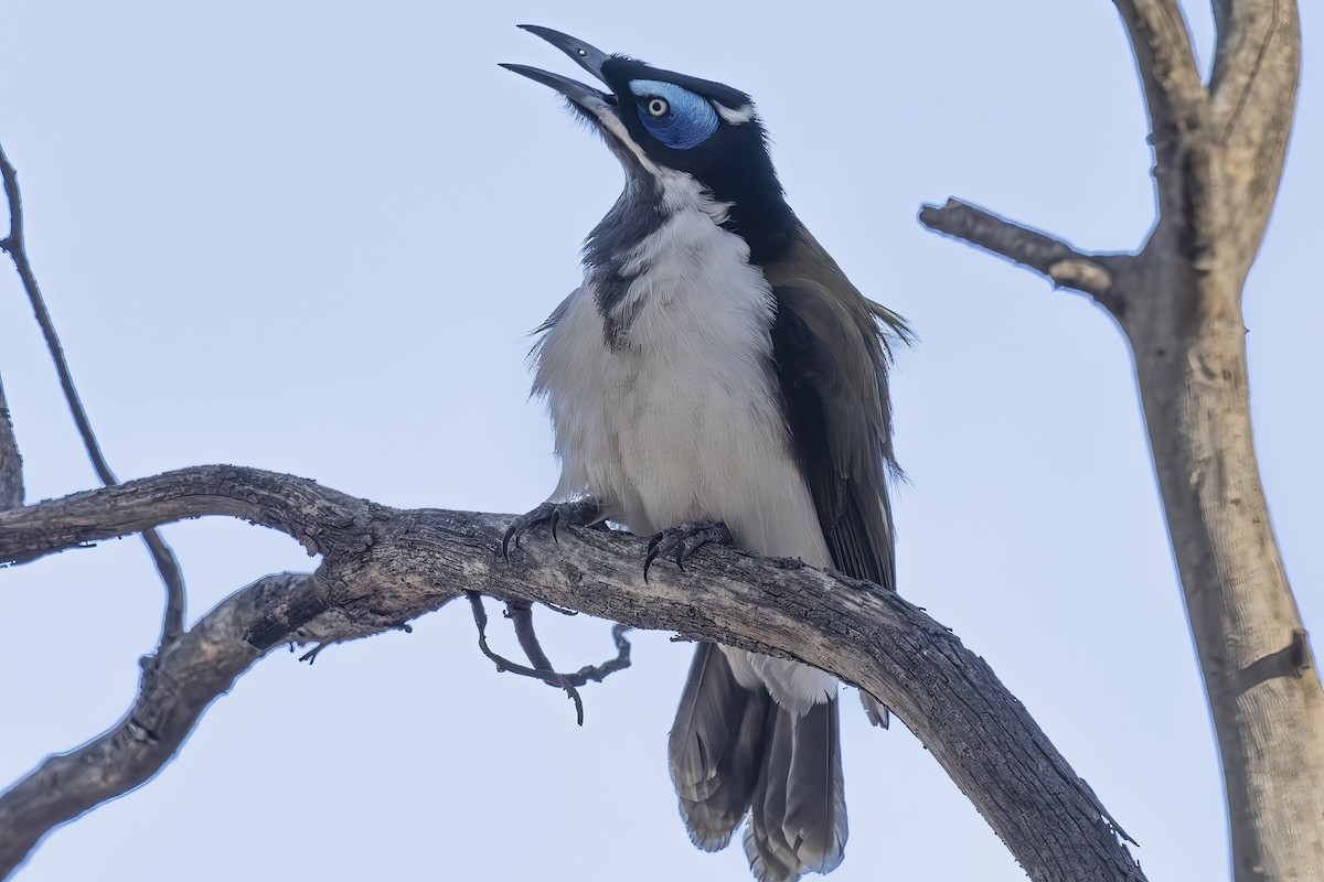 Blue-faced Honeyeater - Phil Woollen