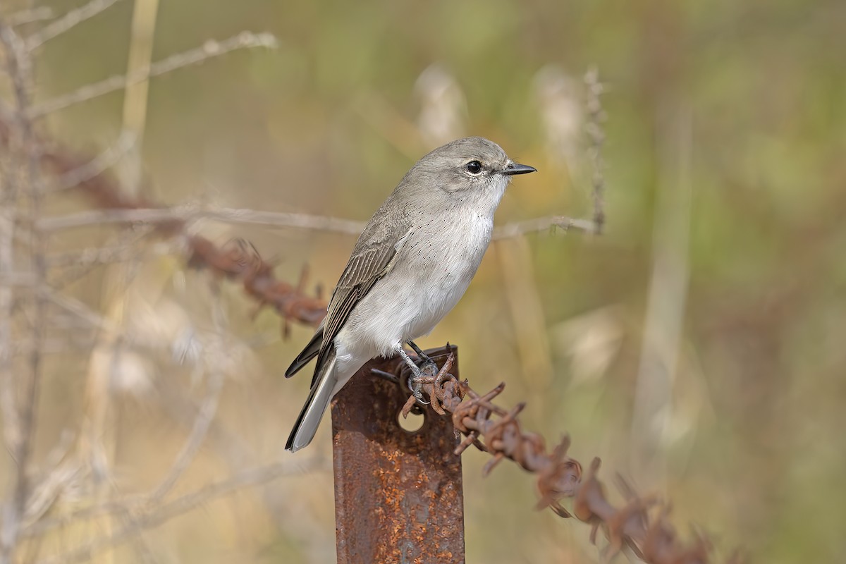 Jacky-winter - ML619119590