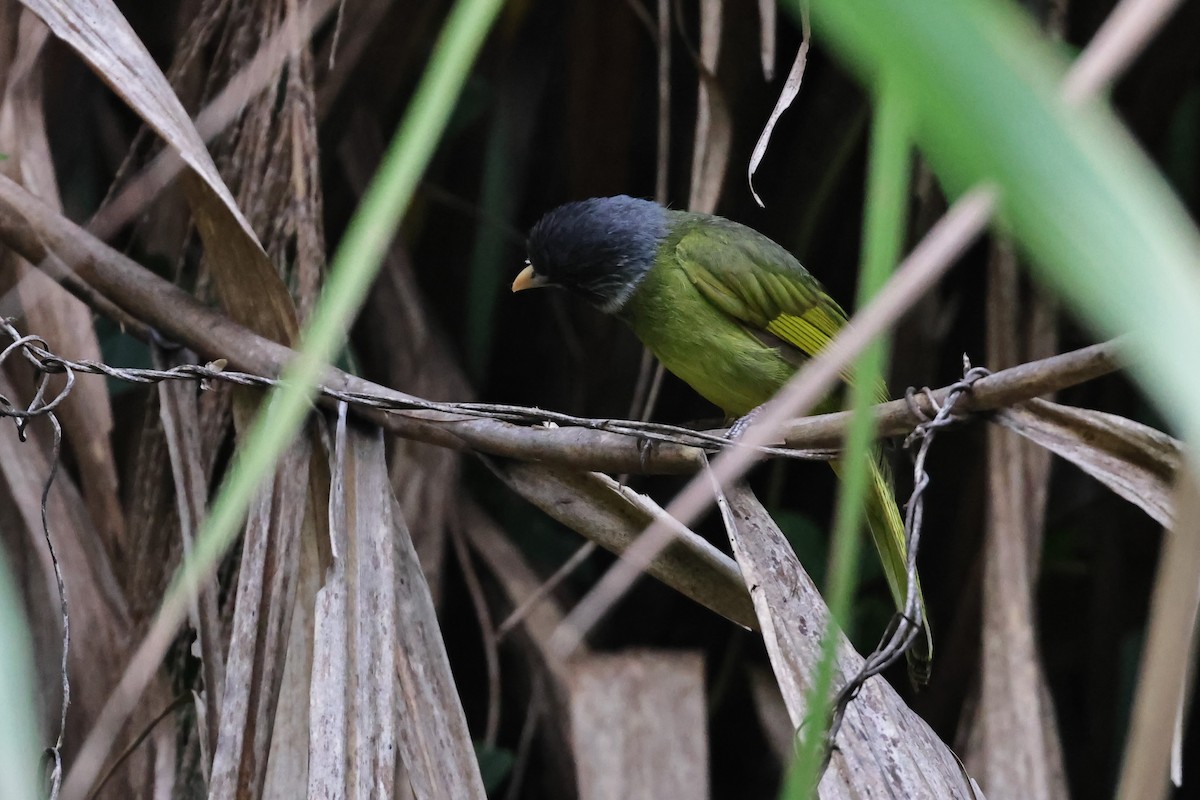 Collared Finchbill - HsuehHung Chang