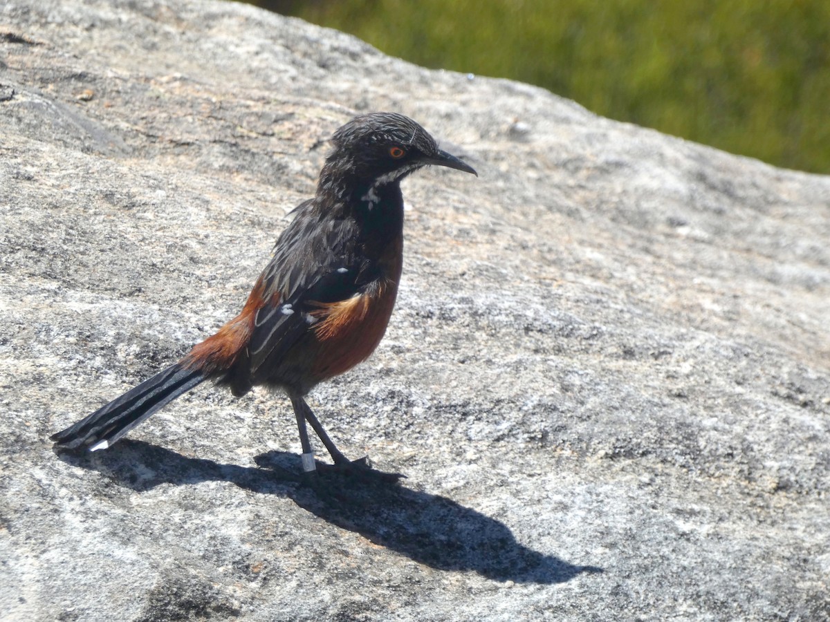 Cape Rockjumper - Hubert Söhner