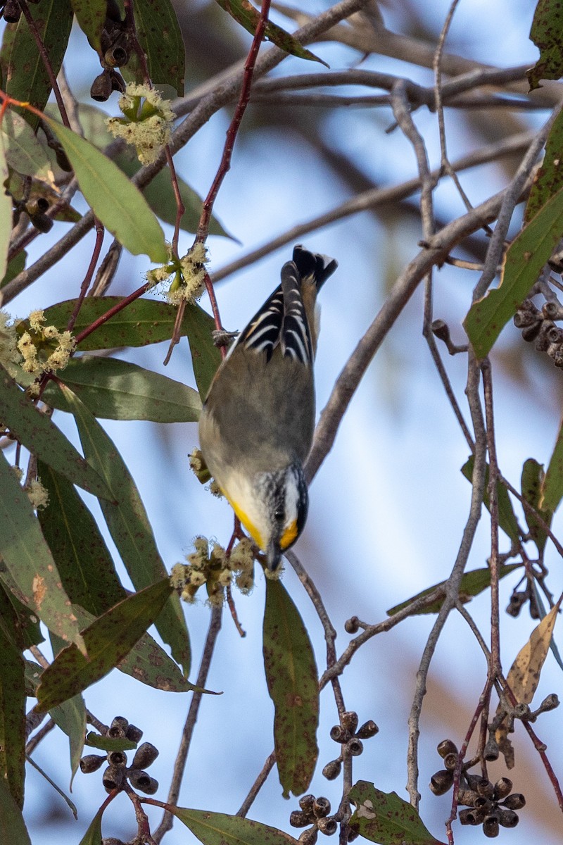 Striated Pardalote - Richard and Margaret Alcorn