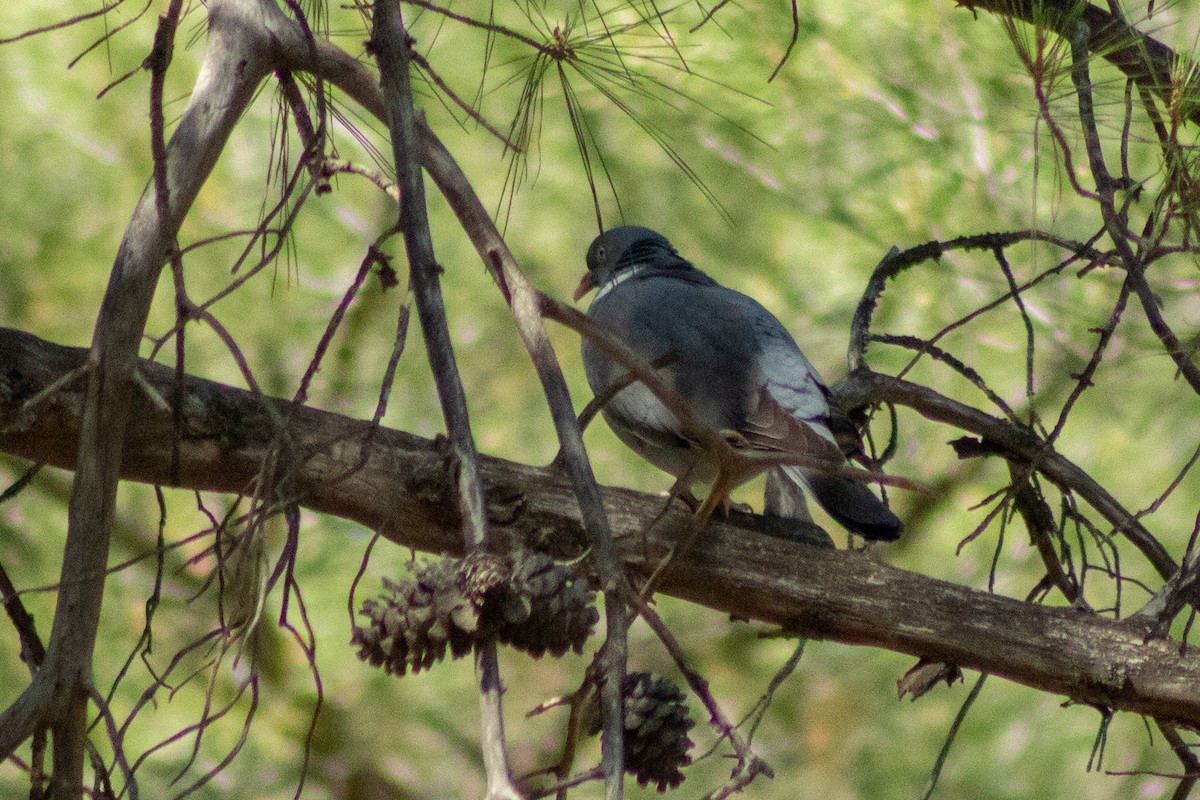 Common Wood-Pigeon - ML619119624