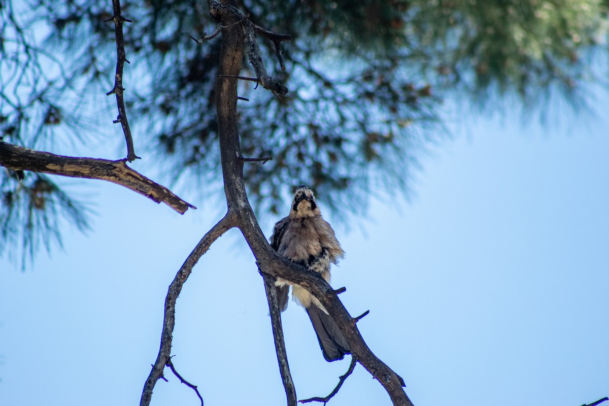 Eurasian Jay - ML619119625