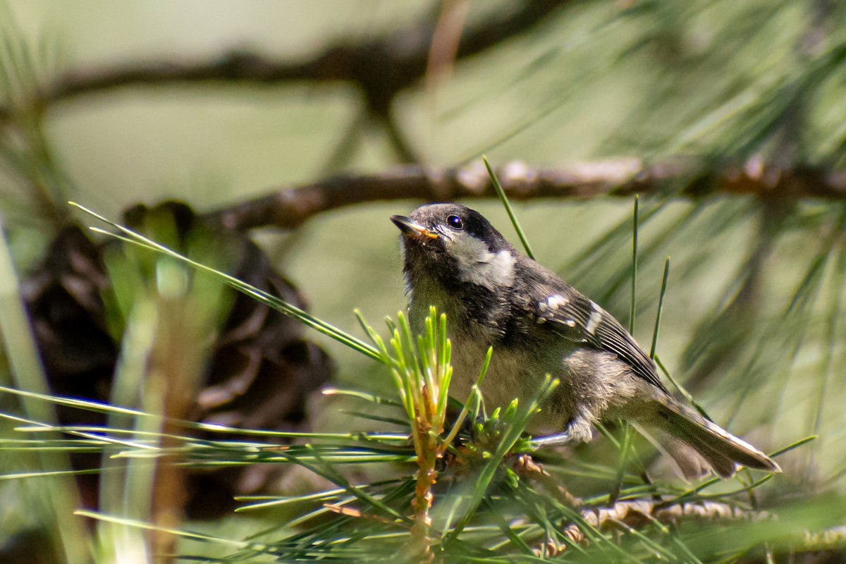 Coal Tit - ML619119629