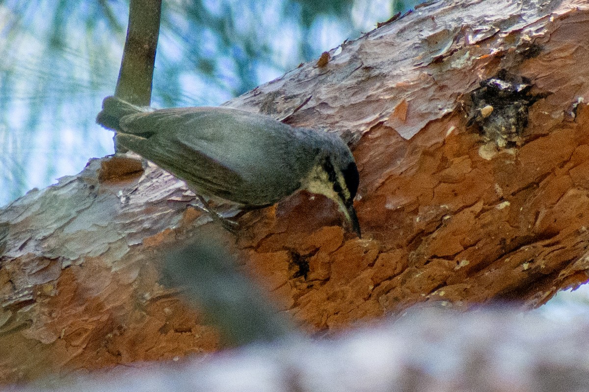 Krüper's Nuthatch - ML619119633