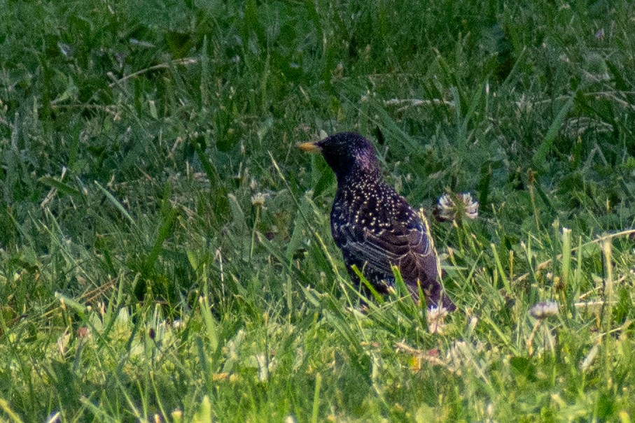 European Starling - Anıl Berkay Demirbaş