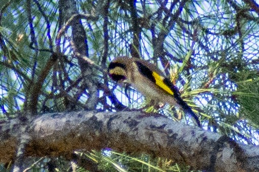 European Goldfinch - Anıl Berkay Demirbaş