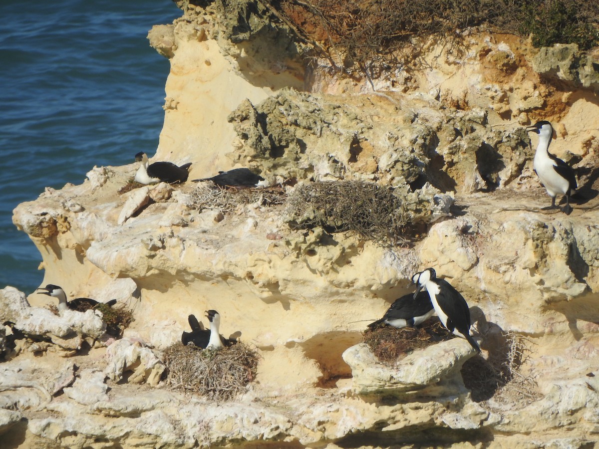 Black-faced Cormorant - ML619119654