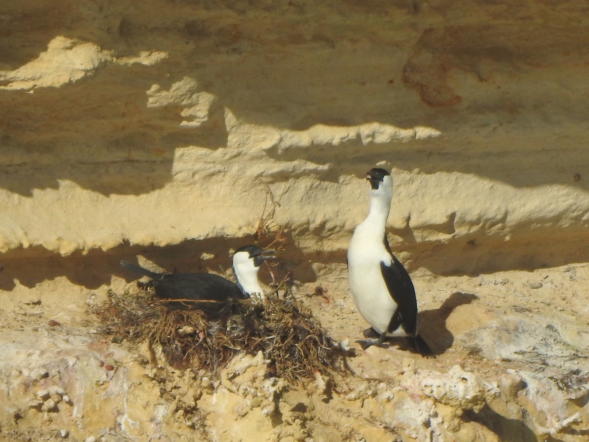 Black-faced Cormorant - ML619119657