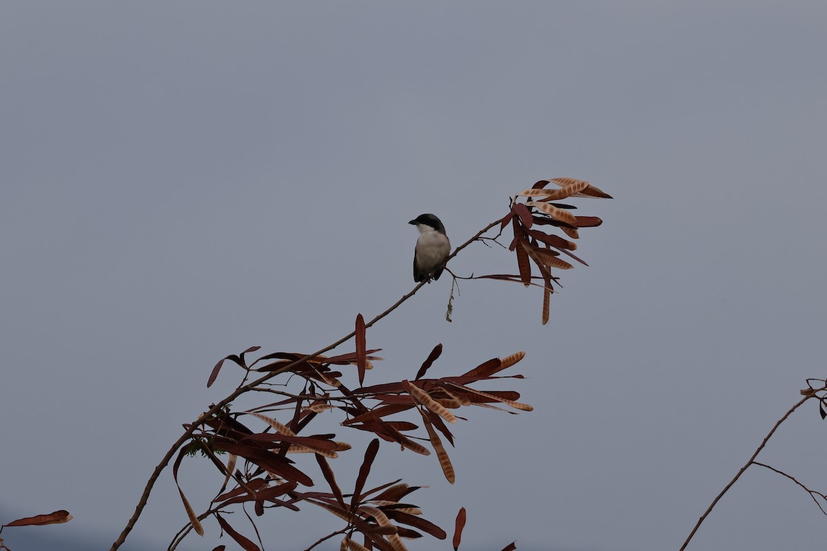 Long-tailed Shrike (schach) - HsuehHung Chang