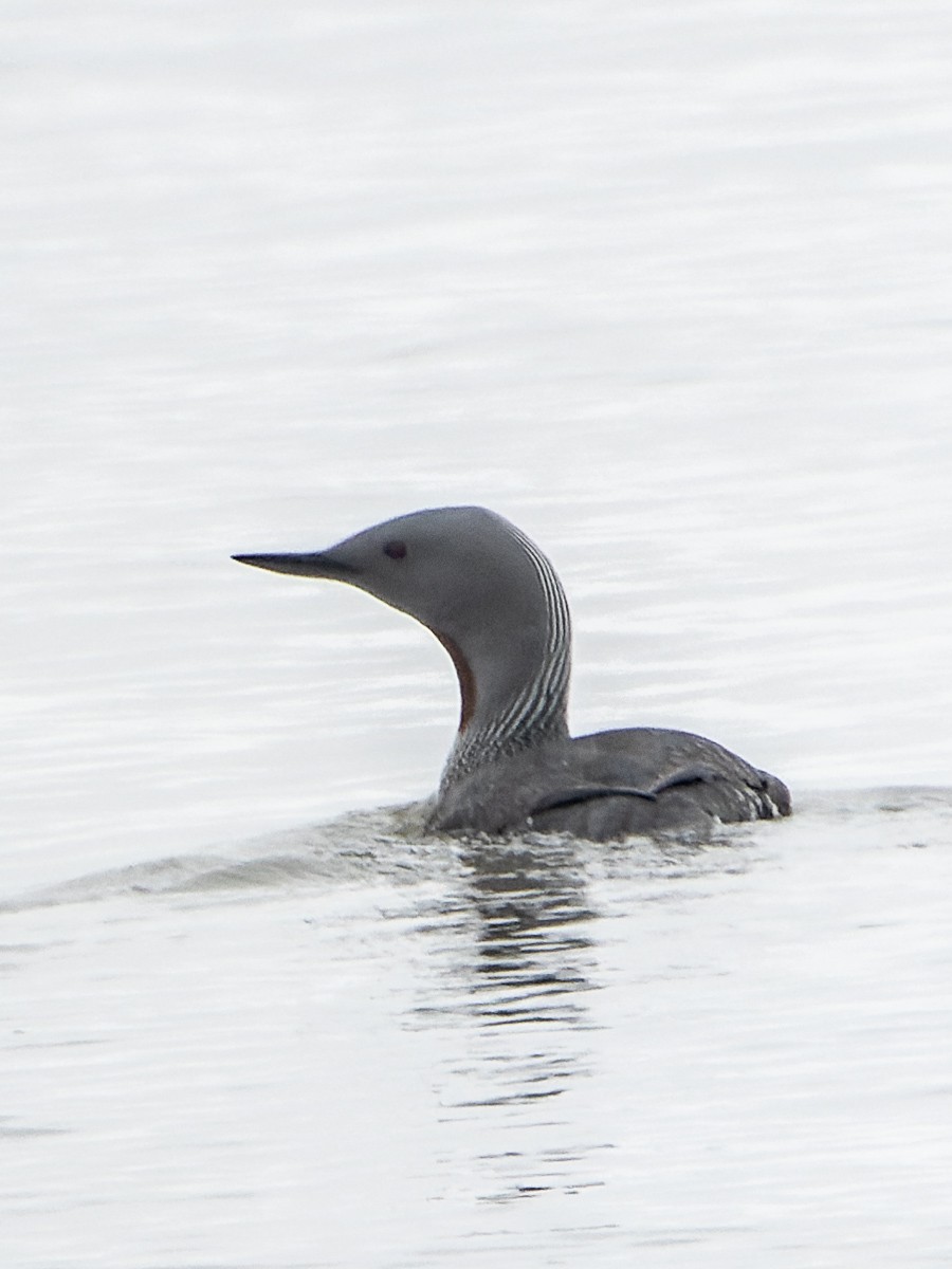 Red-throated Loon - Eero Rasi