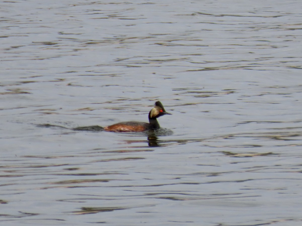 Eared Grebe - ML619119676