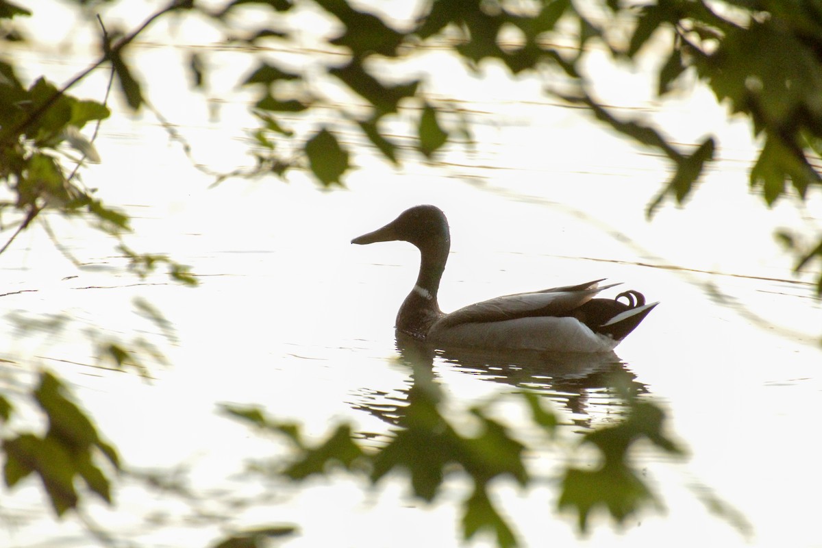 Mallard - Guillaume Calcagni