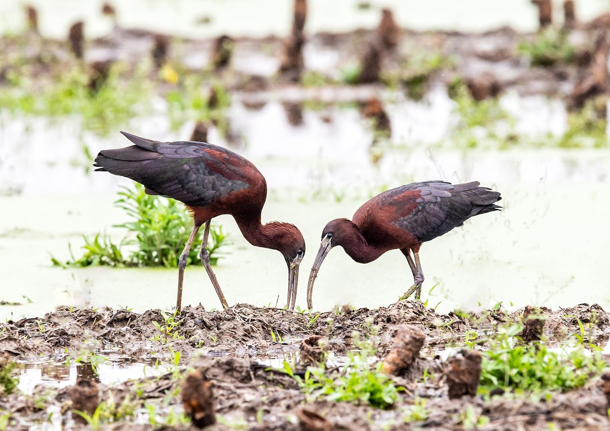 ibis hnědý - ML619119694