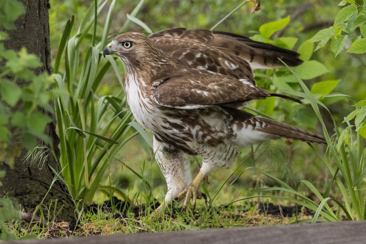 Red-tailed Hawk - Alex Tey