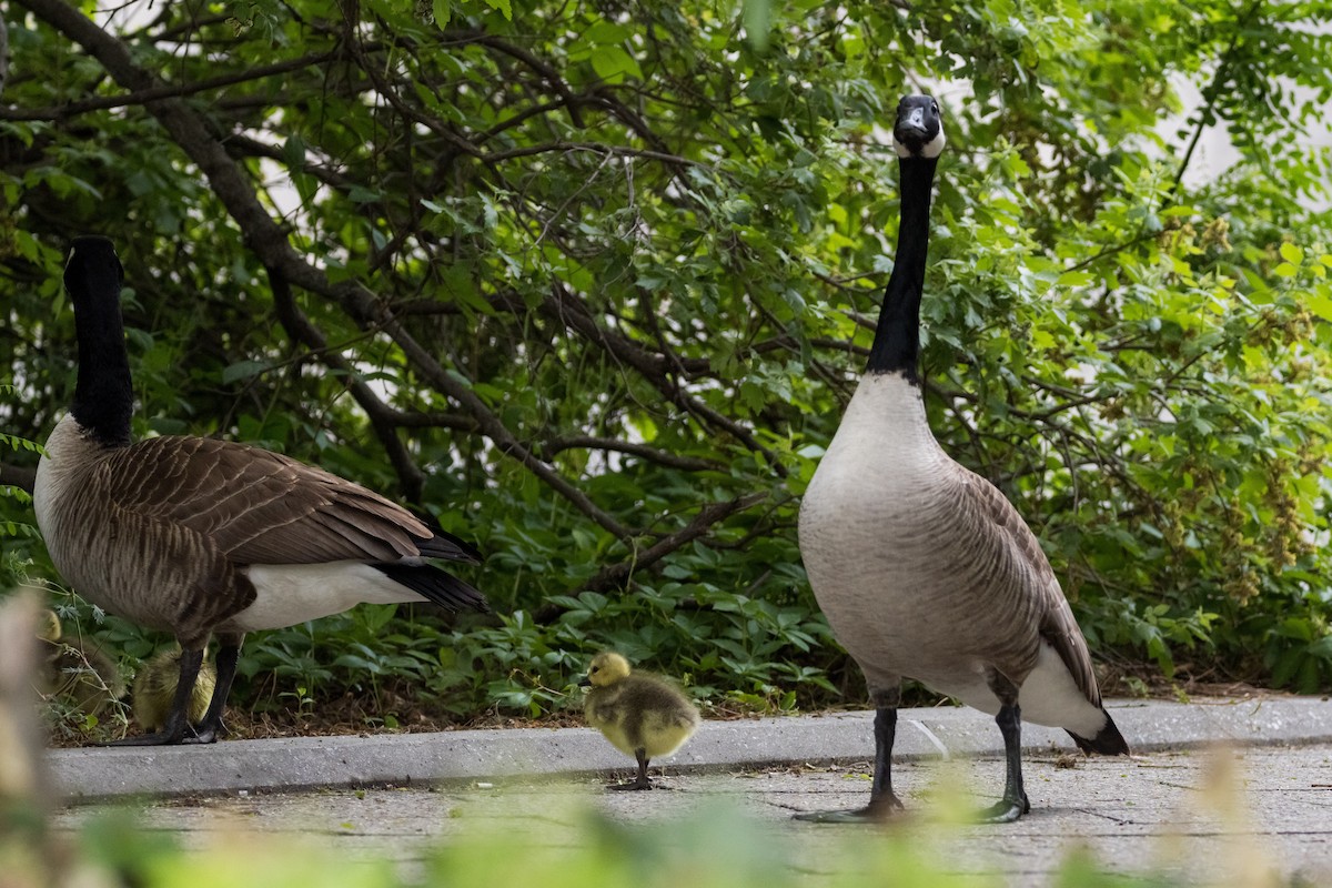 Canada Goose - Alex Tey