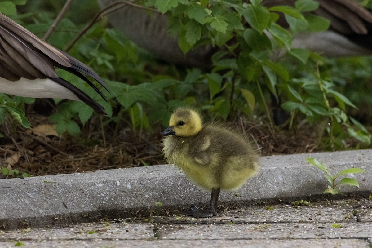 Canada Goose - Alex Tey