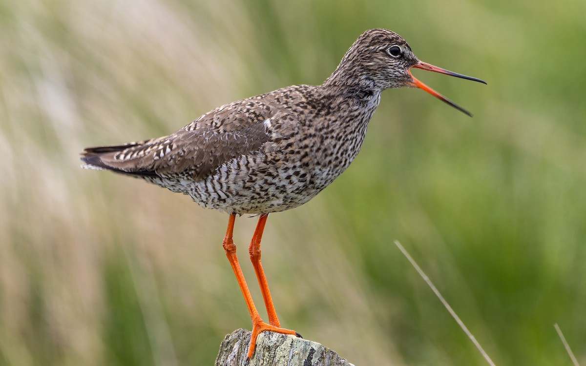 Common Redshank - ML619119730