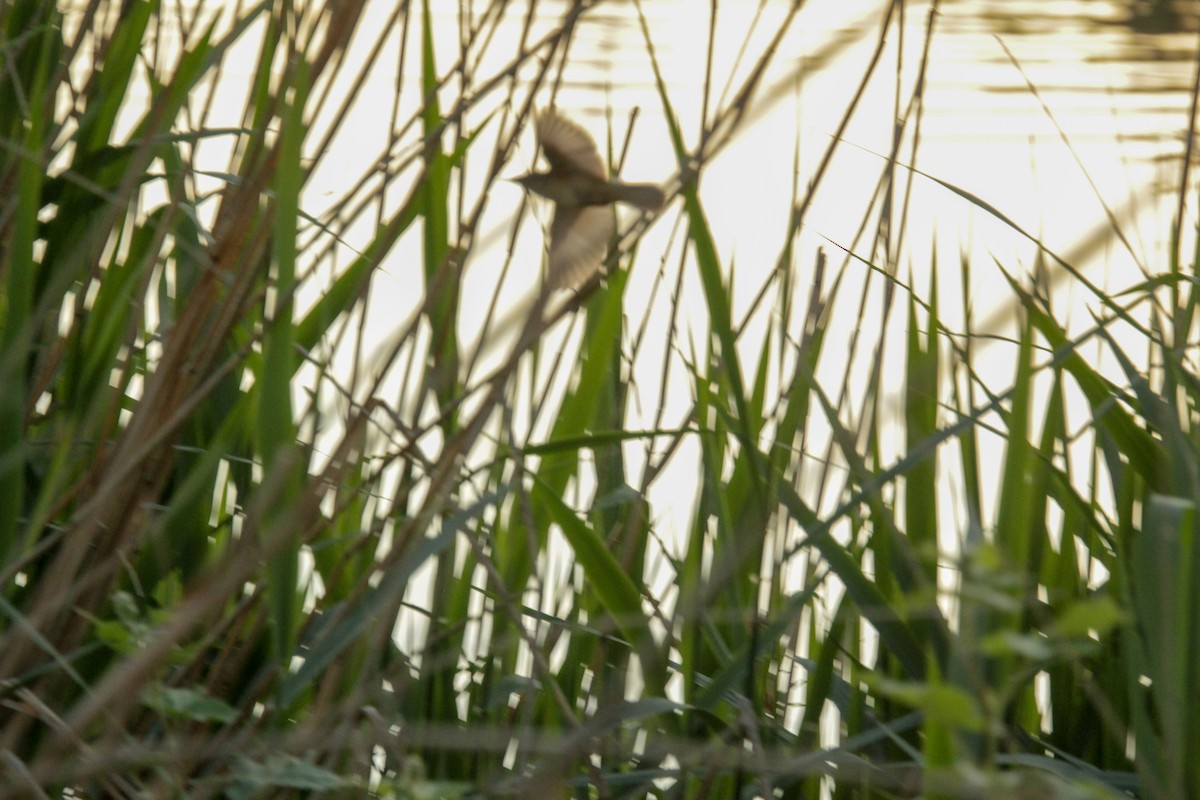 Common Reed Warbler - Guillaume Calcagni