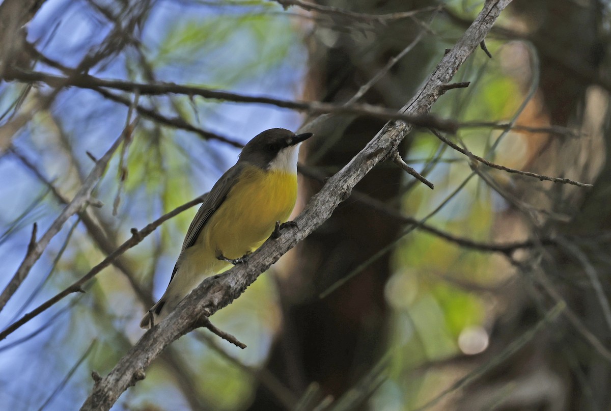 White-throated Gerygone - Julie Sarna