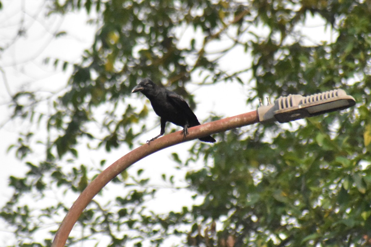 Large-billed Crow (Large-billed) - Jageshwer verma