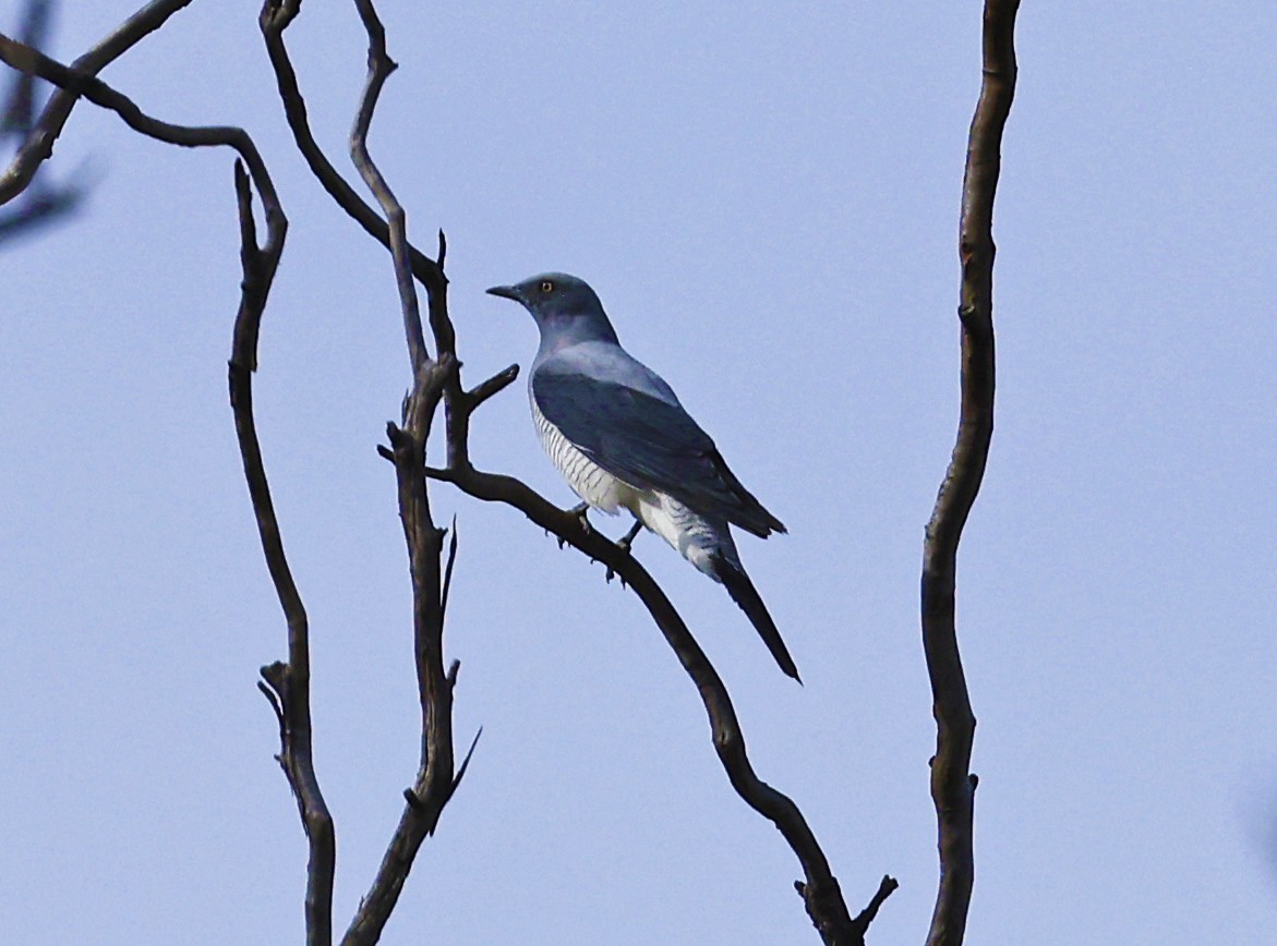 Ground Cuckooshrike - Julie Sarna