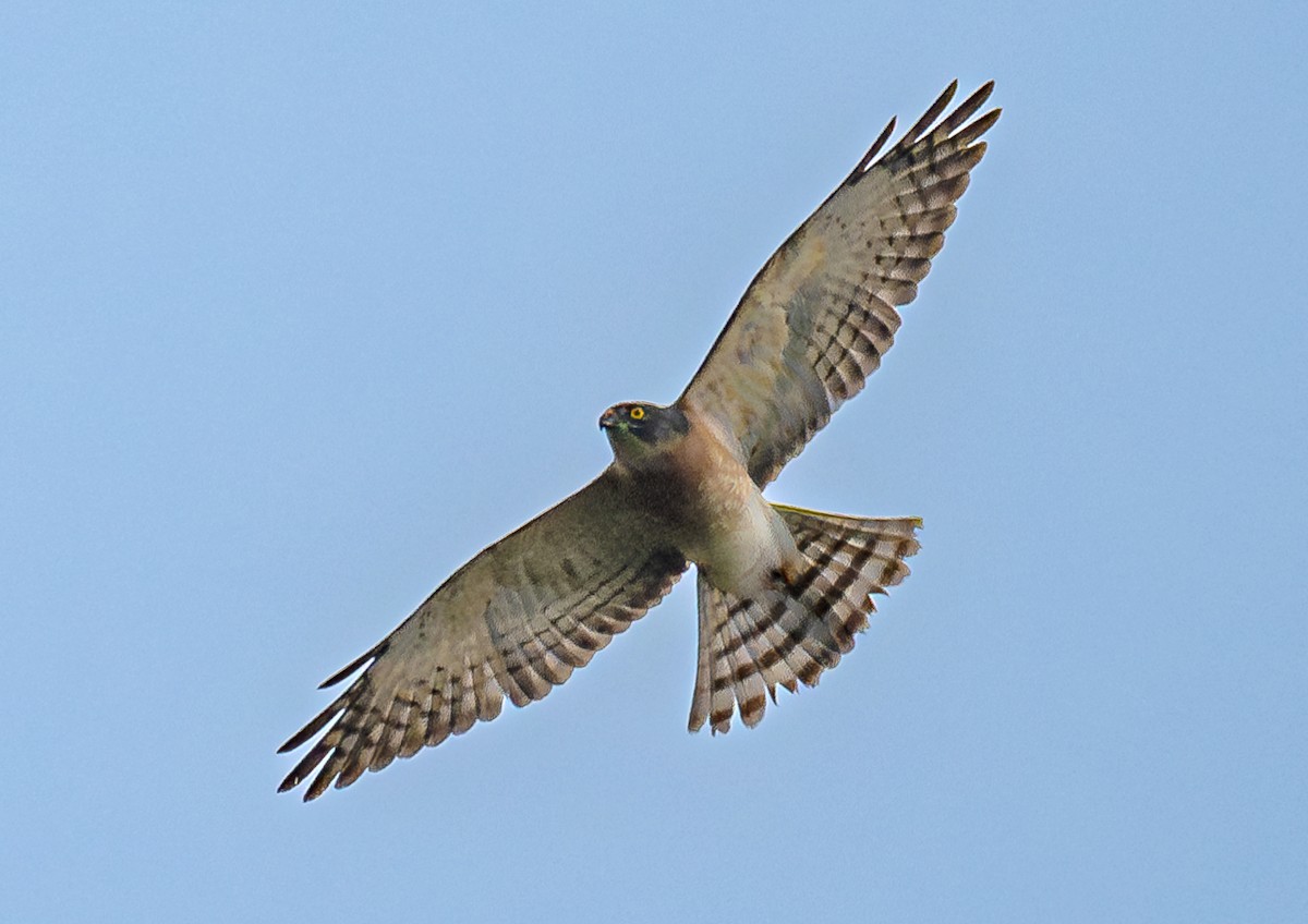 Chinese Sparrowhawk - 浙江 重要鸟讯汇整